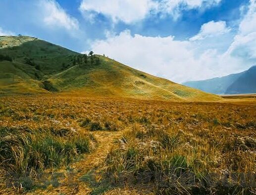 dxdz大象回家视频-跨越千山万水，Dxdz大象回家视频的温暖旅程